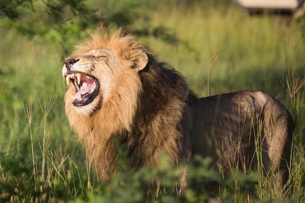 Ndzhaka Tented Camp Wildreservat Manyeleti Exterior foto