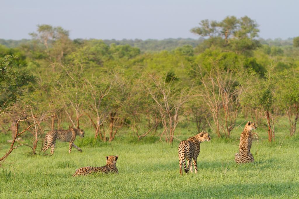 Ndzhaka Tented Camp Wildreservat Manyeleti Exterior foto