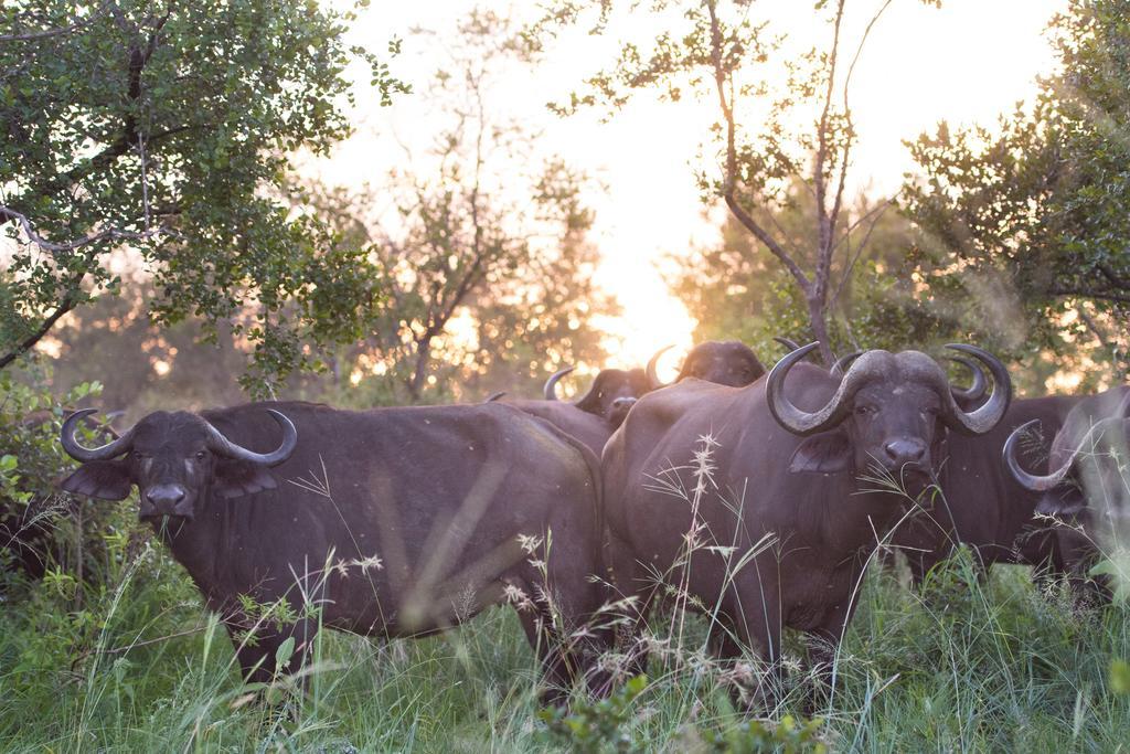 Ndzhaka Tented Camp Wildreservat Manyeleti Exterior foto